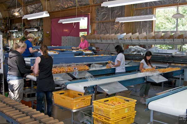 New Zealand 09 10  180